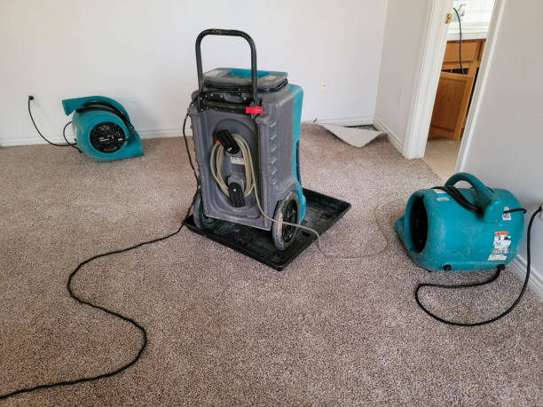 Best Mold removal after water damage  in Ambridge, PA