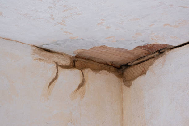 Best Professional water damage repair  in Ambridge, PA